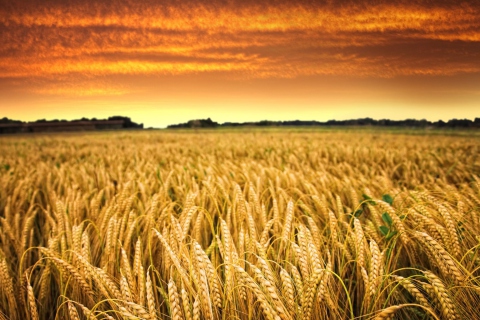 Screenshot №1 pro téma Wheat Field 480x320