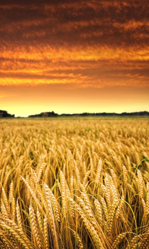 Screenshot №1 pro téma Wheat Field 480x800