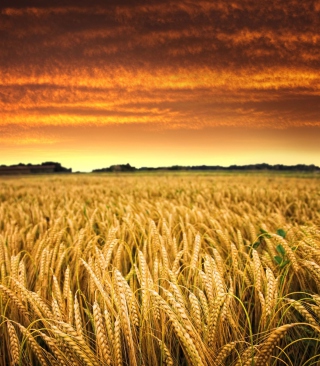 Kostenloses Wheat Field Wallpaper für Nokia Asha 310
