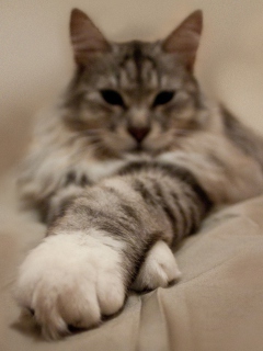 Cat On Bed wallpaper 240x320