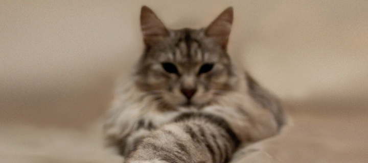 Cat On Bed screenshot #1 720x320