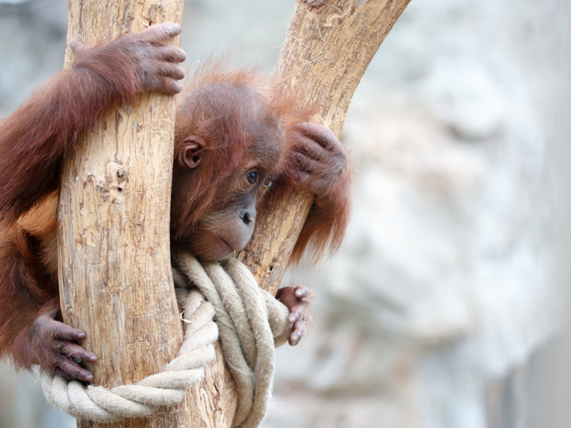 Обои Cute Little Monkey In Zoo 1152x864