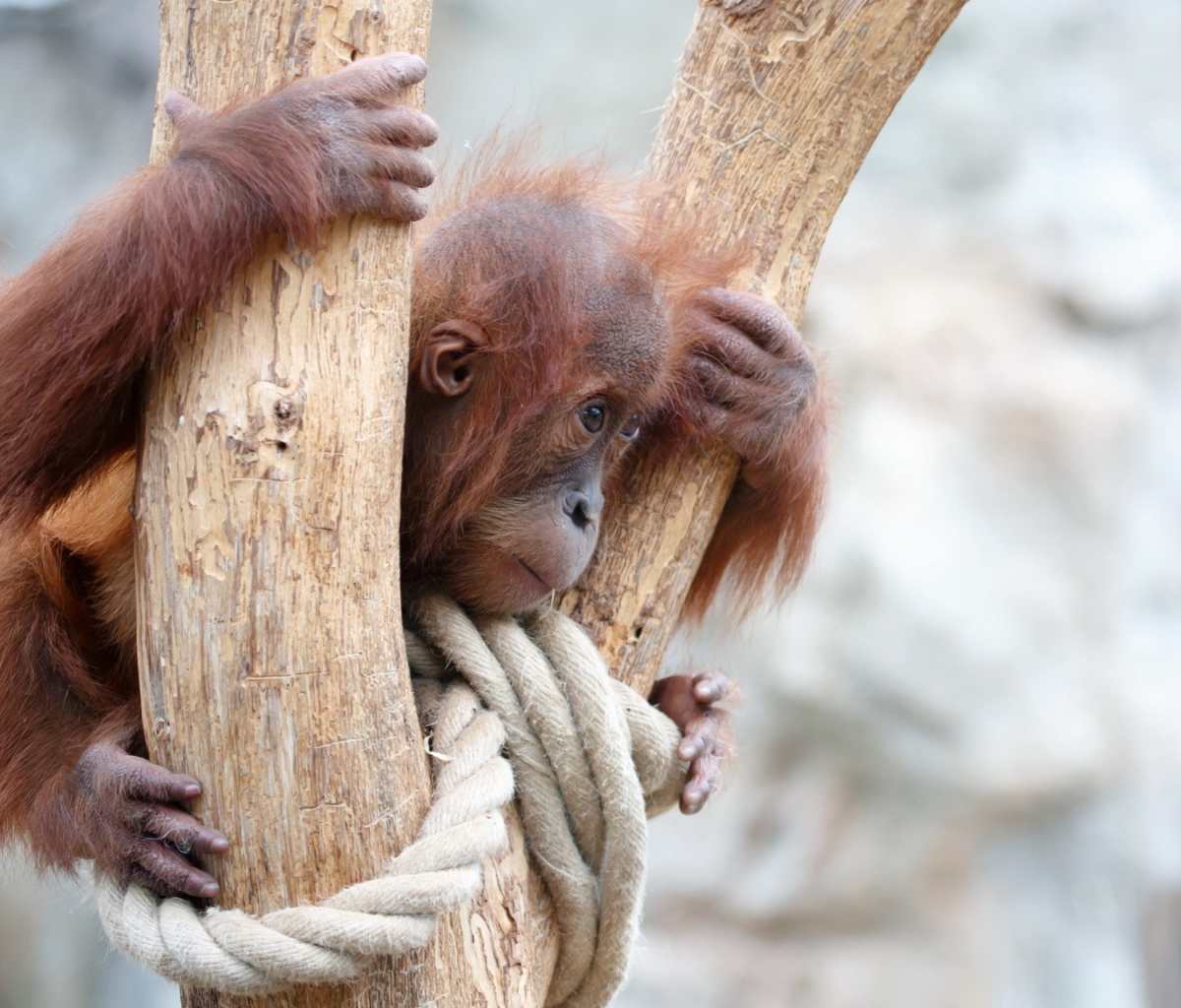 Fondo de pantalla Cute Little Monkey In Zoo 1200x1024