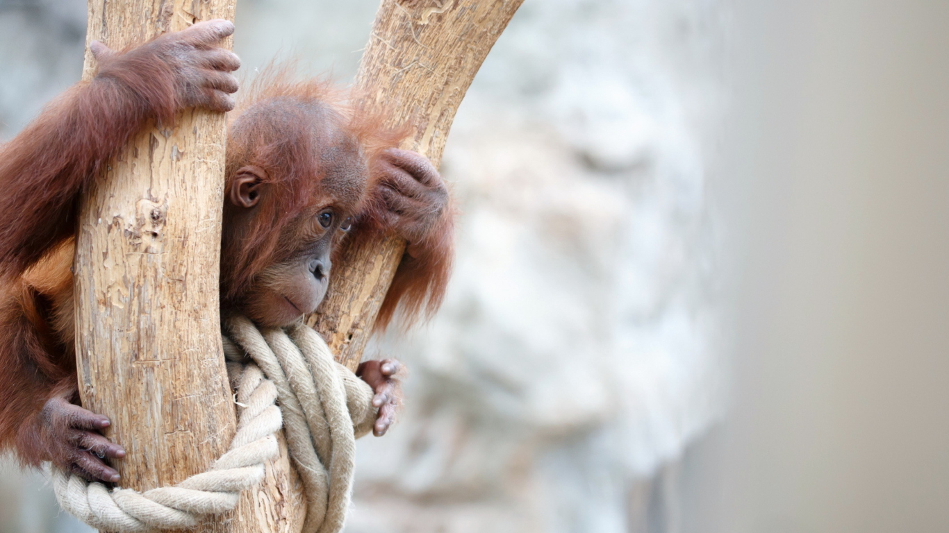 Fondo de pantalla Cute Little Monkey In Zoo 1366x768