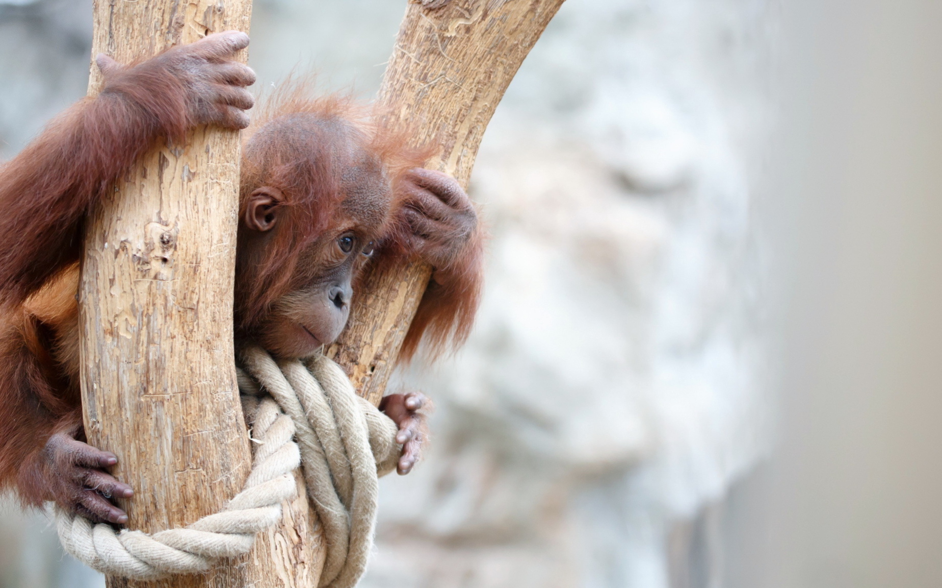Fondo de pantalla Cute Little Monkey In Zoo 1920x1200