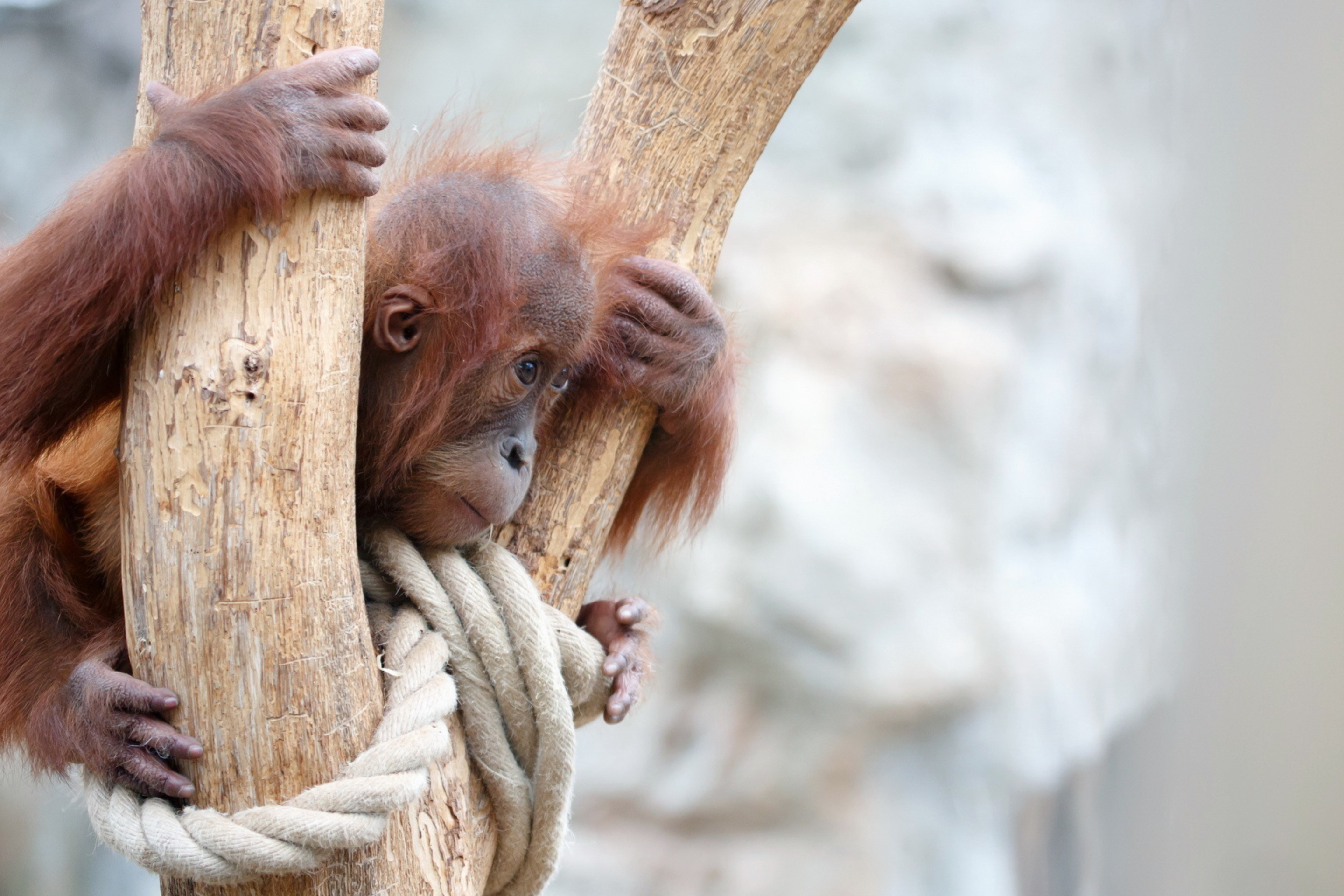 Fondo de pantalla Cute Little Monkey In Zoo 2880x1920