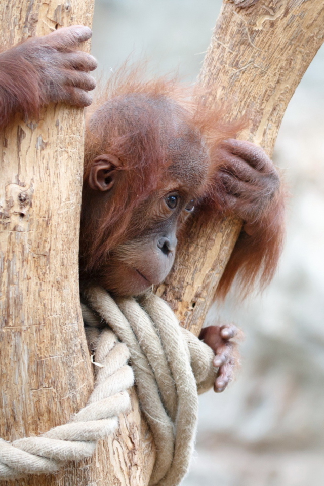 Fondo de pantalla Cute Little Monkey In Zoo 640x960