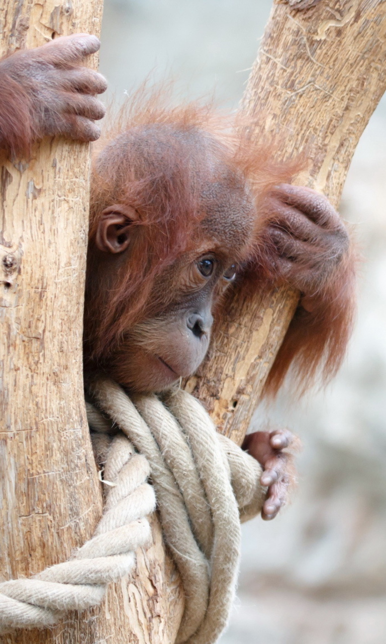 Fondo de pantalla Cute Little Monkey In Zoo 768x1280
