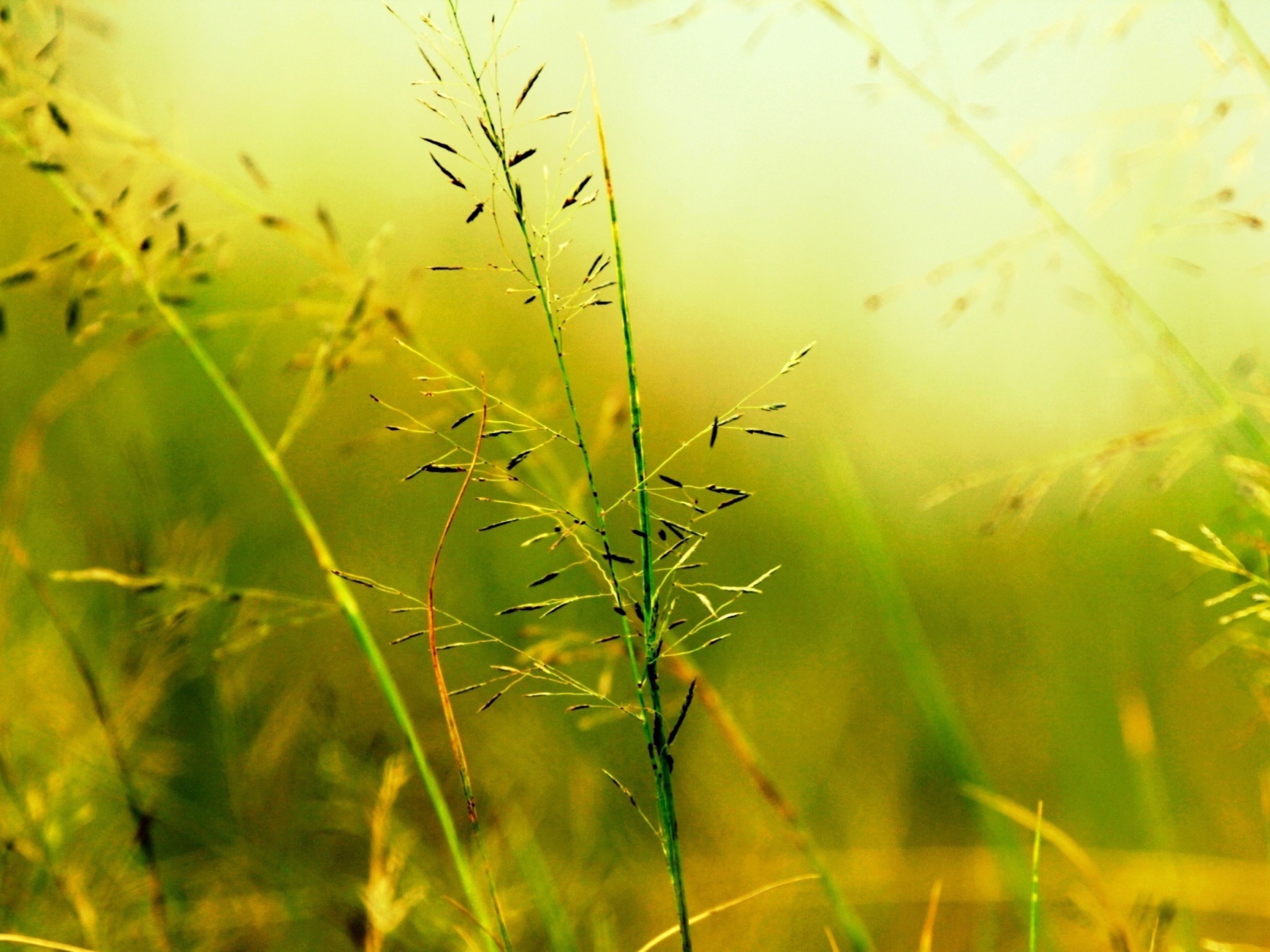 Screenshot №1 pro téma Macro Green Plants 1600x1200