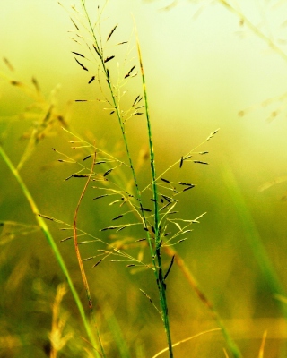 Macro Green Plants - Obrázkek zdarma pro Nokia Lumia 925