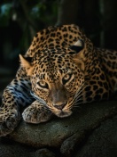 Sfondi Leopard in Night HD 132x176