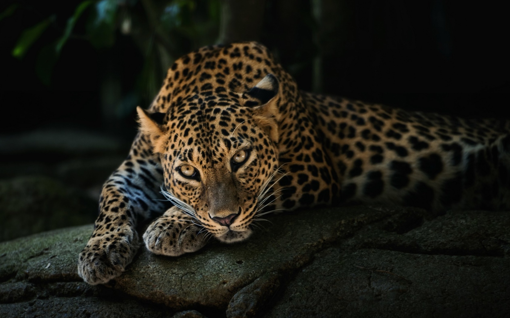 Обои Leopard in Night HD 1680x1050