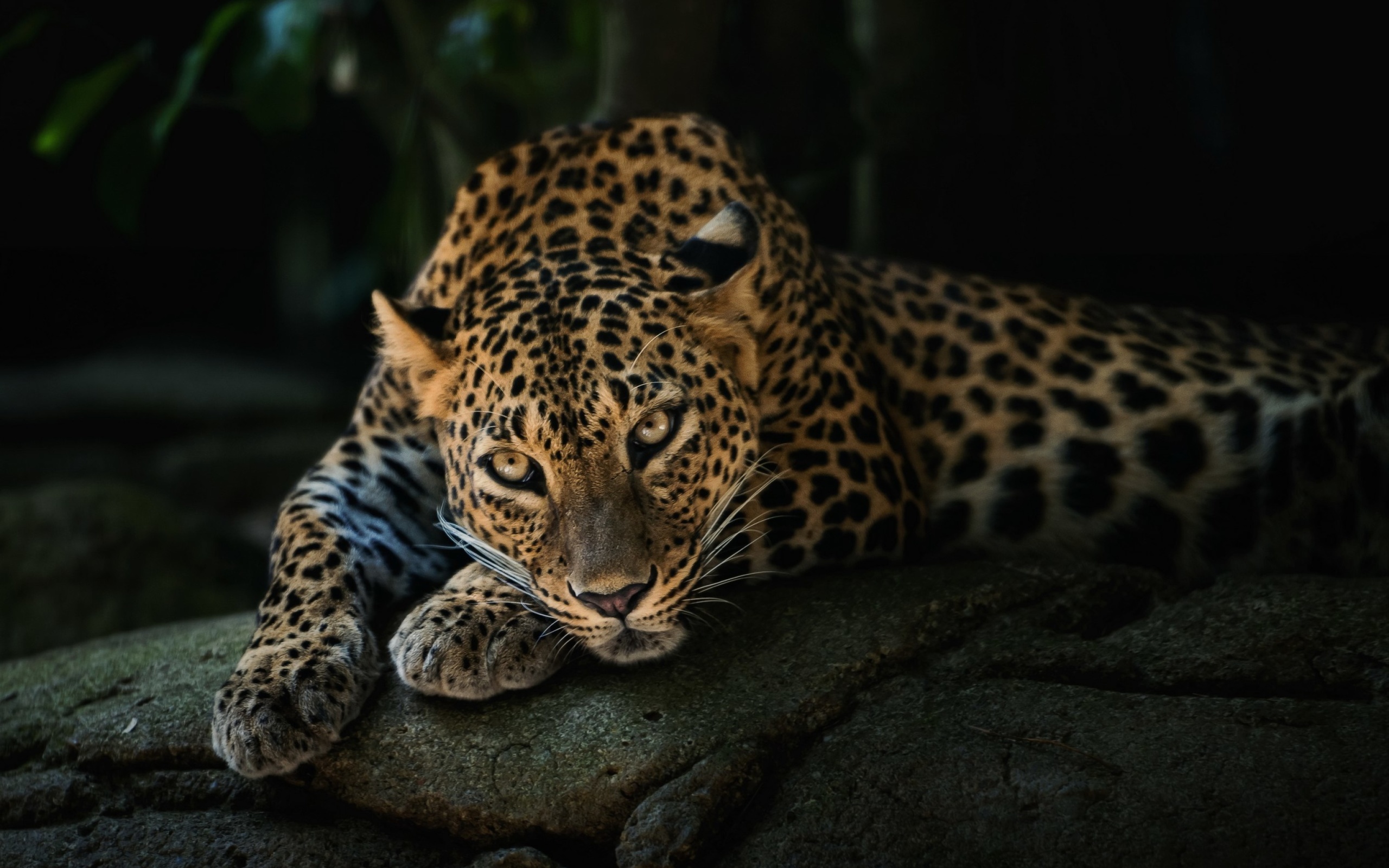 Fondo de pantalla Leopard in Night HD 2560x1600