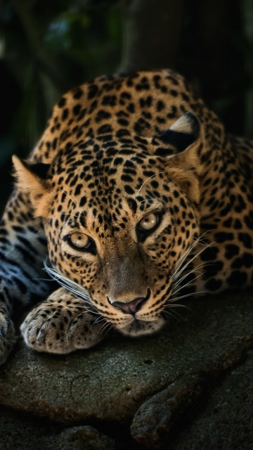 Обои Leopard in Night HD 360x640