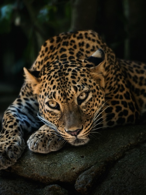 Das Leopard in Night HD Wallpaper 480x640