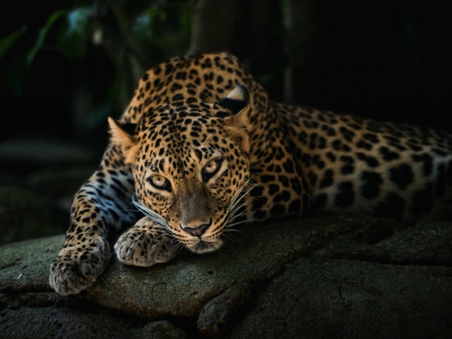 Fondo de pantalla Leopard in Night HD 640x480