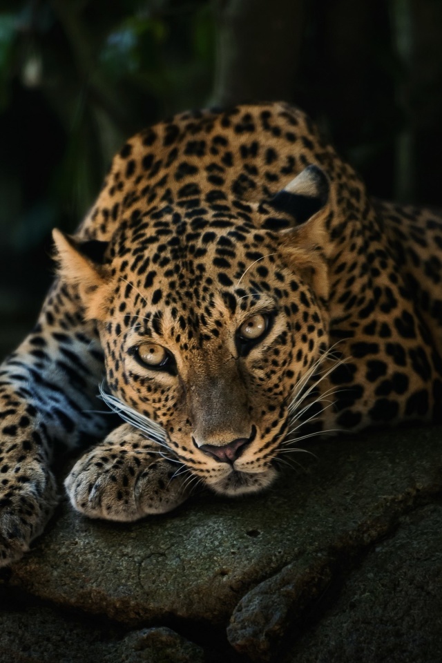 Das Leopard in Night HD Wallpaper 640x960