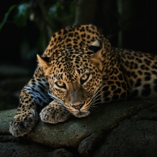 Leopard in Night HD papel de parede para celular para 2048x2048