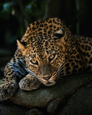 Картинка Leopard in Night HD для телефона и на рабочий стол Nokia Lumia 1520