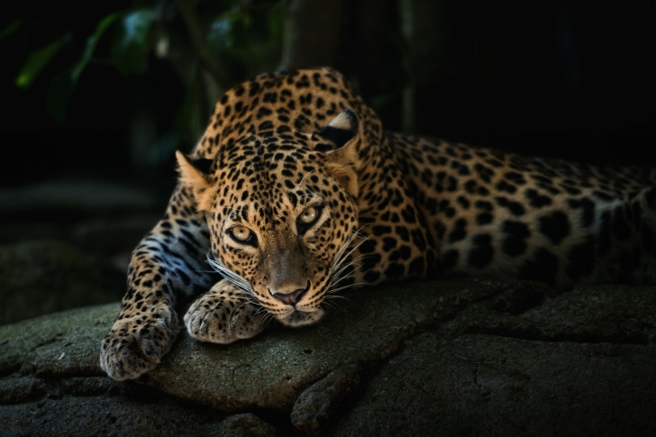 Leopard in Night HD wallpaper