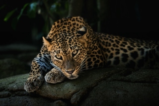 Leopard in Night HD Background for Android, iPhone and iPad