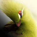 Screenshot №1 pro téma Turaco African Bird 128x128