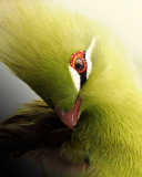 Screenshot №1 pro téma Turaco African Bird 128x160