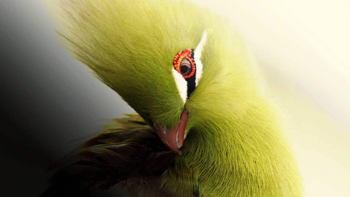 Fondo de pantalla Turaco African Bird 1366x768