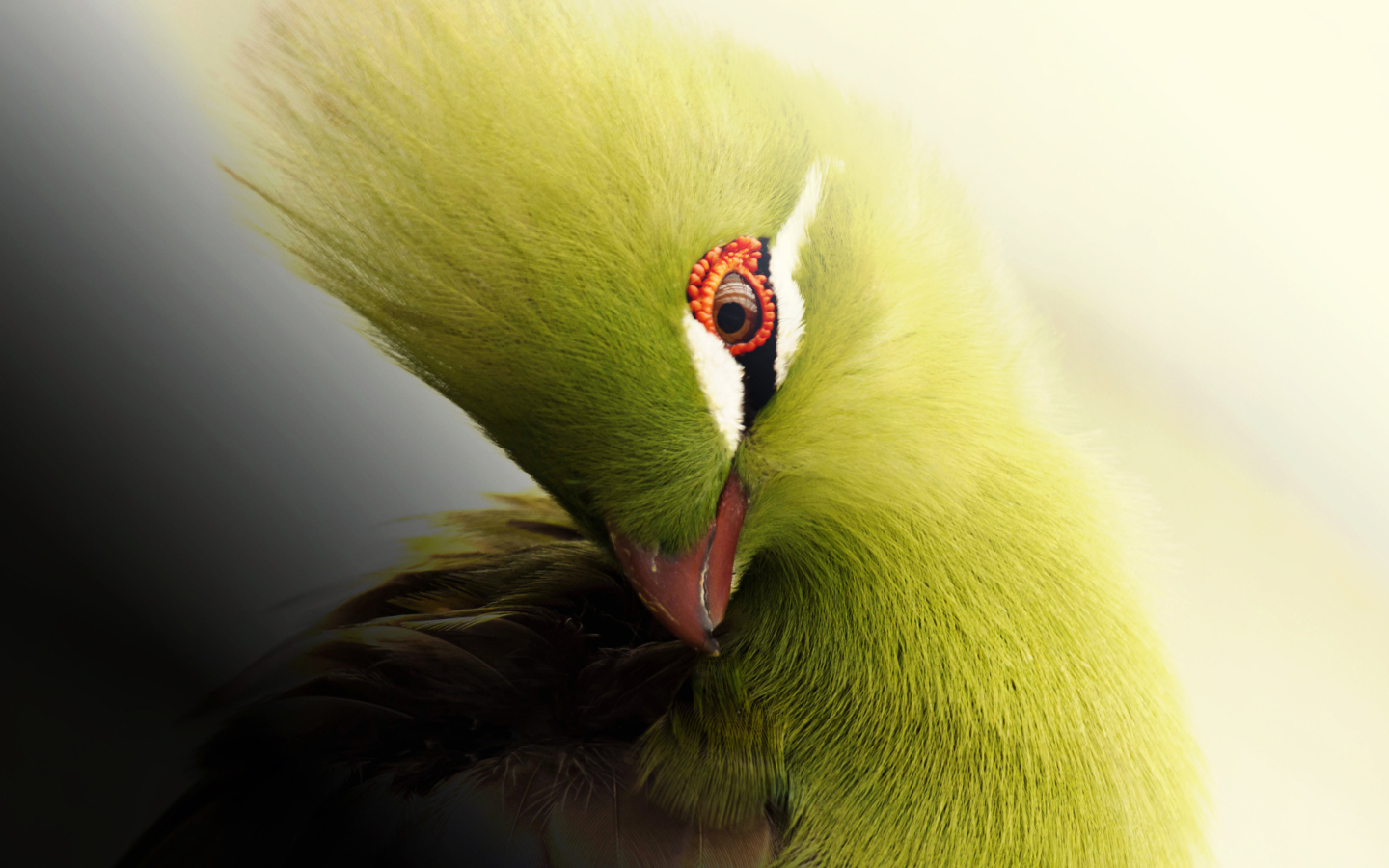 Screenshot №1 pro téma Turaco African Bird 1440x900