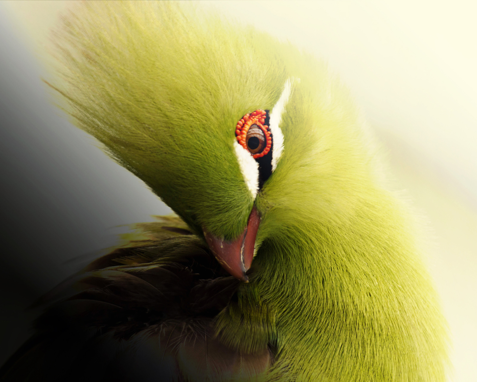 Sfondi Turaco African Bird 1600x1280