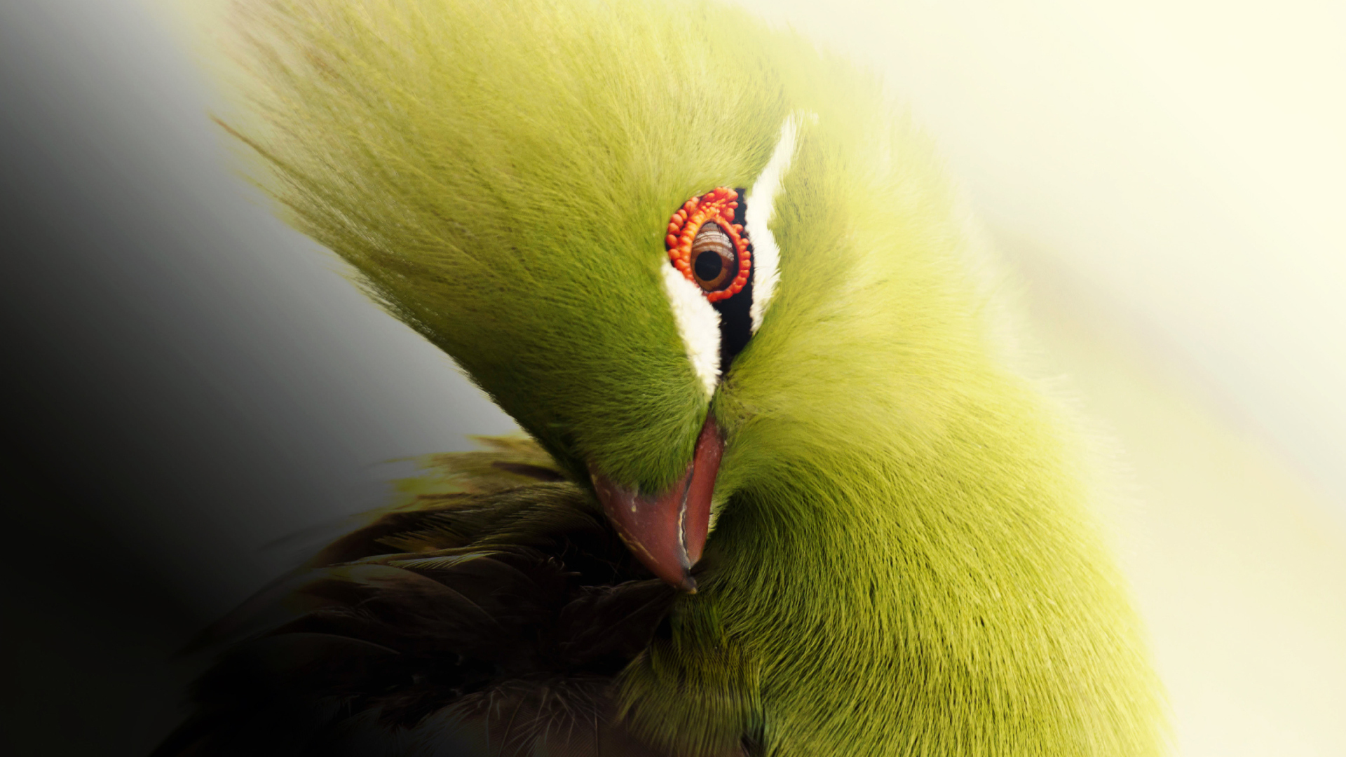 Screenshot №1 pro téma Turaco African Bird 1920x1080