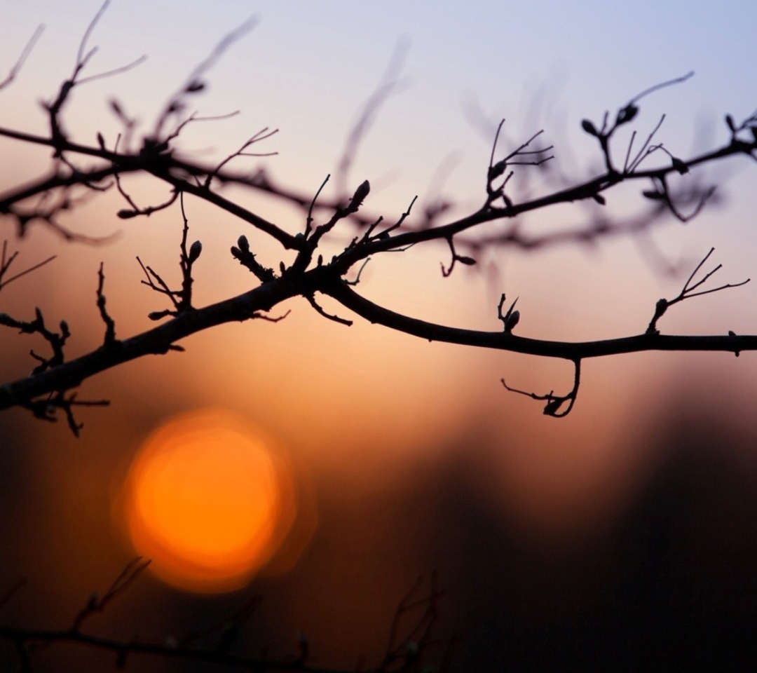 Morning Sun Behind Trees screenshot #1 1080x960