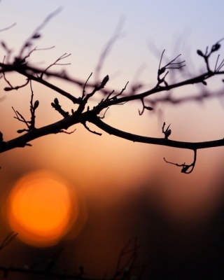 Morning Sun Behind Trees sfondi gratuiti per Nokia Asha 309
