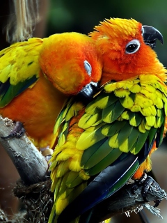 Sfondi Parrot Hug 240x320