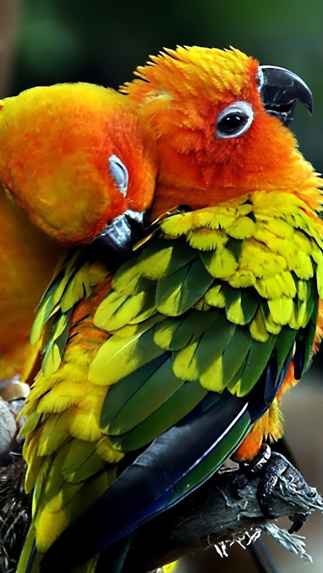 Parrot Hug wallpaper 640x1136