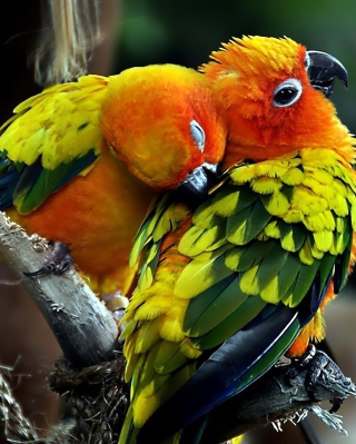 Parrot Hug - Obrázkek zdarma pro 640x960