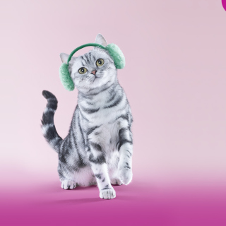 Whiskas Cat - Fondos de pantalla gratis para 1024x1024