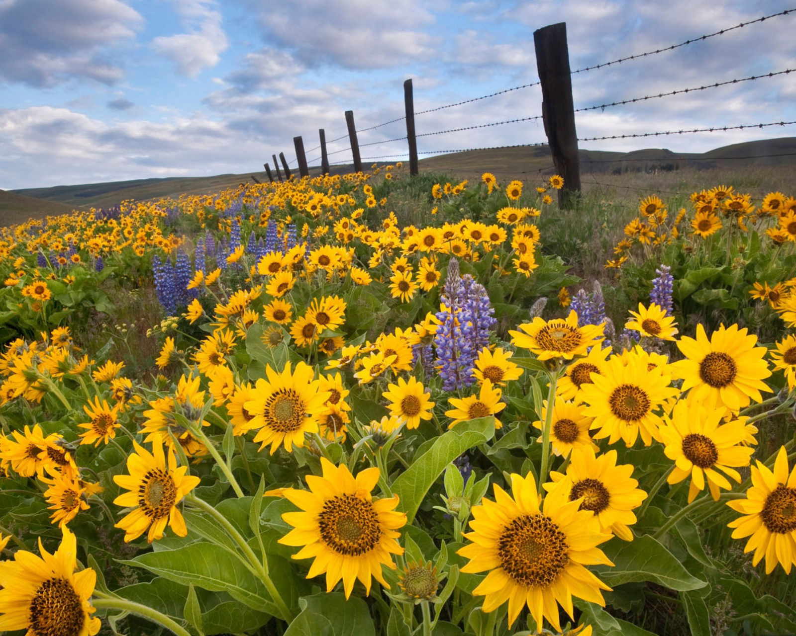 Screenshot №1 pro téma Wild Sunflowers 1600x1280