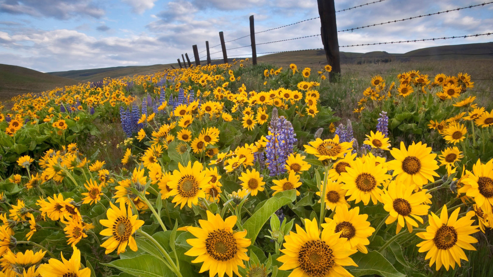 Screenshot №1 pro téma Wild Sunflowers 1600x900