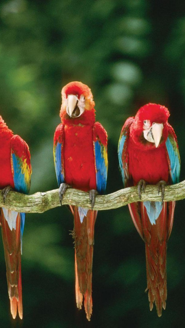 Green Winged Macaw wallpaper 640x1136