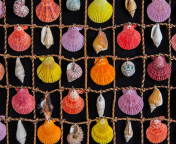 Seashells wallpaper 176x144