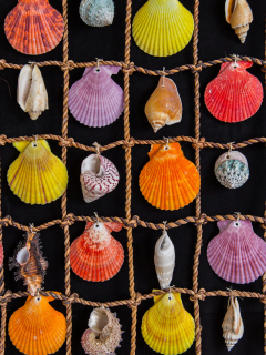 Das Seashells Wallpaper 240x320
