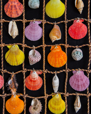 Seashells Picture for 768x1280