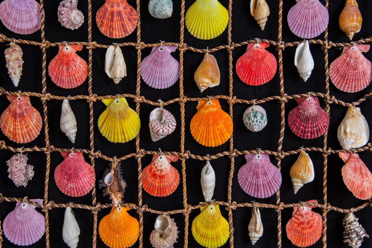 Seashells wallpaper