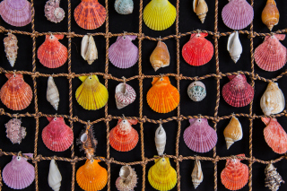Seashells Background for Android, iPhone and iPad