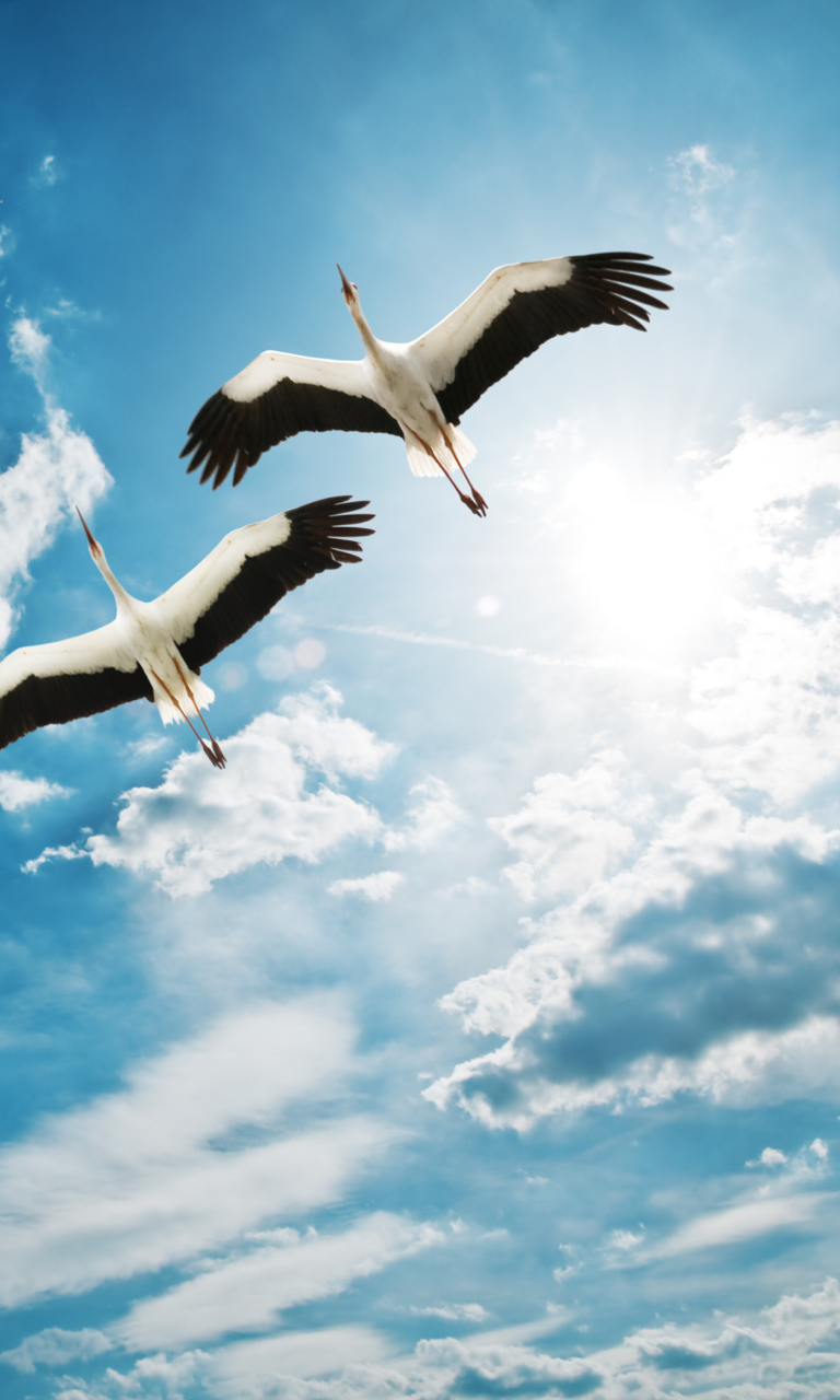 Fondo de pantalla Beautiful Heron Flight 768x1280