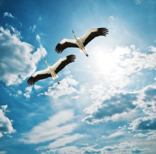 Beautiful Heron Flight - Obrázkek zdarma pro iPad