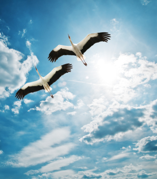 Beautiful Heron Flight - Obrázkek zdarma pro Nokia Asha 305