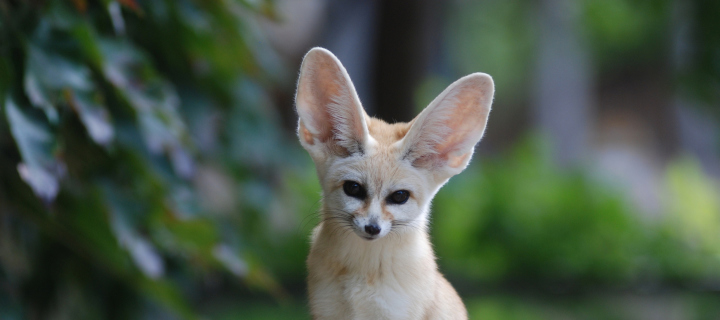 Screenshot №1 pro téma Fennec Fox 720x320