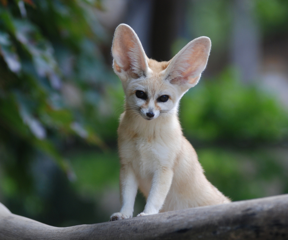 Fennec Fox screenshot #1 960x800